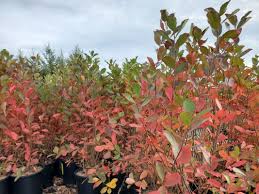 Attēlu rezultāti vaicājumam “Aronia melanocarpa”