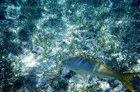 Image result for Ocyurus chrysurus