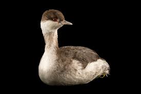 Image result for Podiceps auritus