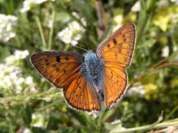 Attēlu rezultāti vaicājumam “Lycaena alciphron male”