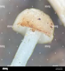 Attēlu rezultāti vaicājumam “Cudoniella acicularis”