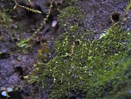 Attēlu rezultāti vaicājumam “Leiocolea rutheana cells”