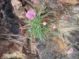 Attēlu rezultāti vaicājumam “Armeria vulgaris bud”