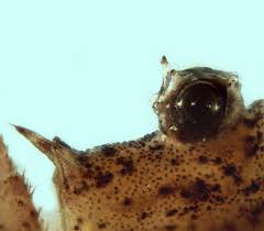 Attēlu rezultāti vaicājumam “Lophopilio palpinalis”