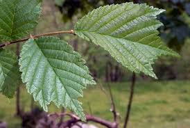 Attēlu rezultāti vaicājumam “Ulmus glabra leaf”