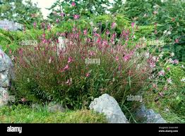Image result for Sedum album `Coral Carpet`