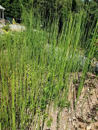 Attēlu rezultāti vaicājumam “Equisetum”