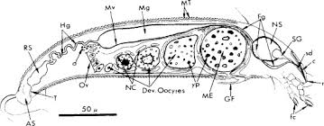 Attēlu rezultāti vaicājumam “Eriophyes padi”