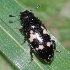 Attēlu rezultāti vaicājumam “Glischrochilus hortensis”