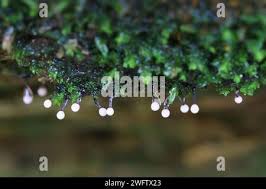 Attēlu rezultāti vaicājumam “Lamproderma columbinum”