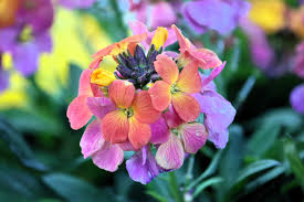 Image result for Cheiranthus cheiri