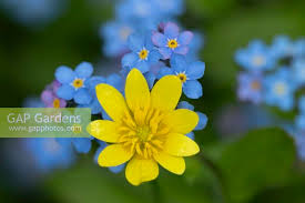 Attēlu rezultāti vaicājumam “Ficaria verna flower”