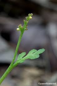 Attēlu rezultāti vaicājumam “Botrychium matricariifolium”