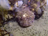 Image result for Oblada melanurus