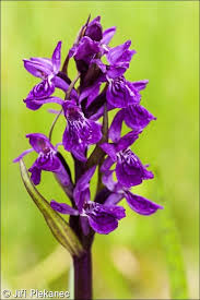 Attēlu rezultāti vaicājumam “Dactylorhiza traunsteineri”