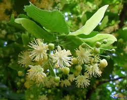 Attēlu rezultāti vaicājumam “Tilia cordata flower”
