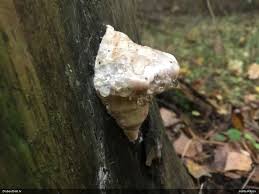 Attēlu rezultāti vaicājumam “Badhamiopsis macrospora macro”