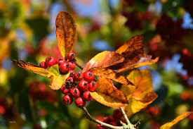 Attēlu rezultāti vaicājumam “Crataegus persimilis leaf”