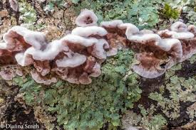 Attēlu rezultāti vaicājumam “Chondrostereum purpureum”