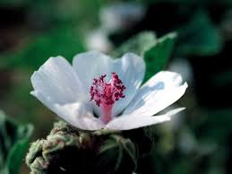Image result for Althaea officinalis