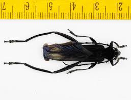 Attēlu rezultāti vaicājumam “Cerambycidae”