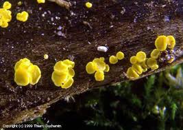 Attēlu rezultāti vaicājumam “Bisporella citrina”