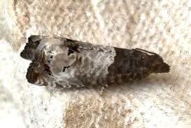 Attēlu rezultāti vaicājumam “Notocelia roborana”