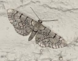 Attēlu rezultāti vaicājumam “Eupithecia venosata”