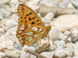 Attēlu rezultāti vaicājumam “Issoria lathonia upperside”