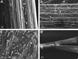 Attēlu rezultāti vaicājumam “Hordelymus europaeus leaf”