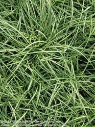 Attēlu rezultāti vaicājumam “Carex ornithopoda”