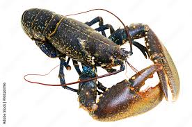 Image result for Homarus gammarus
