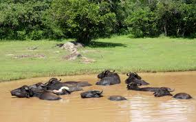 Image result for Яла заповедник