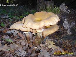 Attēlu rezultāti vaicājumam “Armillaria mellea”