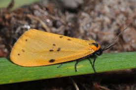 Attēlu rezultāti vaicājumam “Setina irrorella”