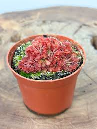 Image result for Drosera