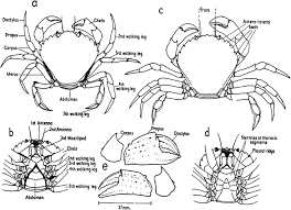 Image result for Carcinus maenas