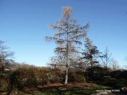 Attēlu rezultāti vaicājumam “Larix decidua”