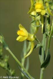 Attēlu rezultāti vaicājumam “Linaria loeselii leaf”