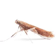 Attēlu rezultāti vaicājumam “Caloptilia stigmatella”