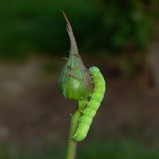 Attēlu rezultāti vaicājumam “Orthosia sp. larva”