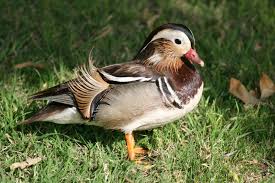 Attēlu rezultāti vaicājumam “Aix galericulata”