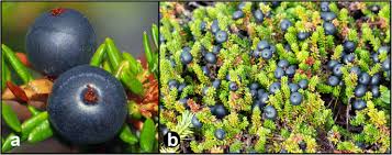 Attēlu rezultāti vaicājumam “Empetraceae”