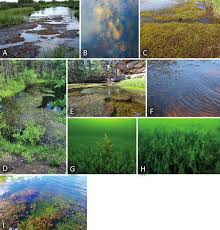 Attēlu rezultāti vaicājumam “Calliergon megalophyllum”