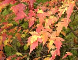 Attēlu rezultāti vaicājumam “Acer tataricum subsp. ginnala leaf”