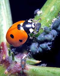 Attēlu rezultāti vaicājumam “Coccinella septempunctata”