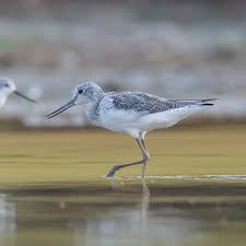 Attēlu rezultāti vaicājumam “Tringa nebularia”