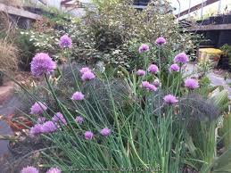 Image result for Allium schoenoprasum