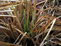 Attēlu rezultāti vaicājumam “Carex elata flower”