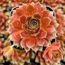 Attēlu rezultāti vaicājumam “Sedum pallidum leaf”